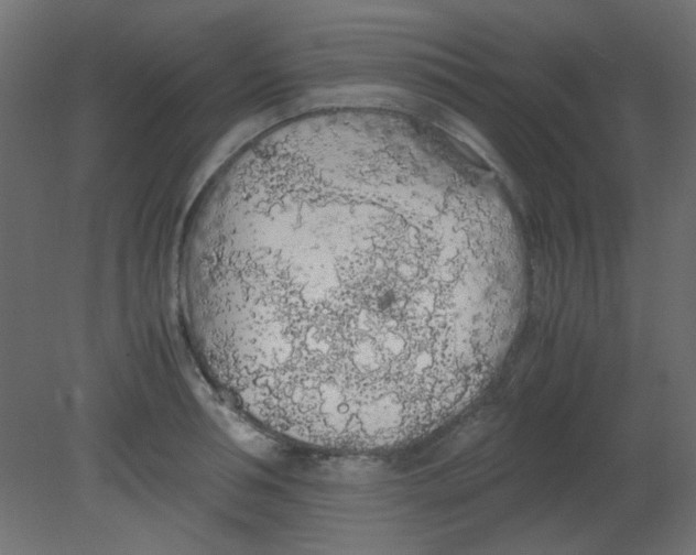 X0000080730994200701121906