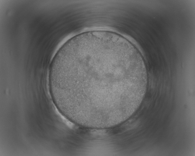 X0000080731006200701121905