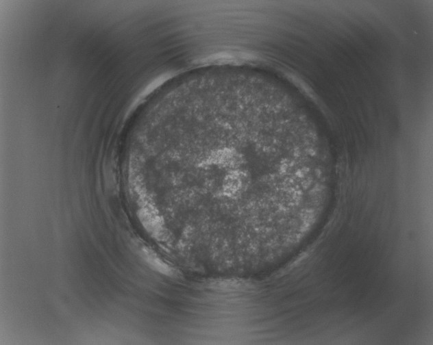 X0000080731018200701121905