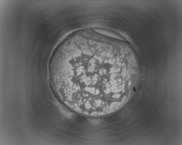 X0000080731031200701121905