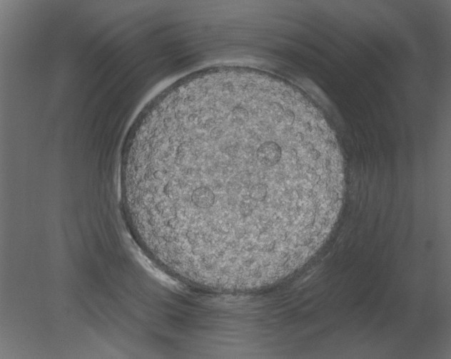 X0000080731036200701121905