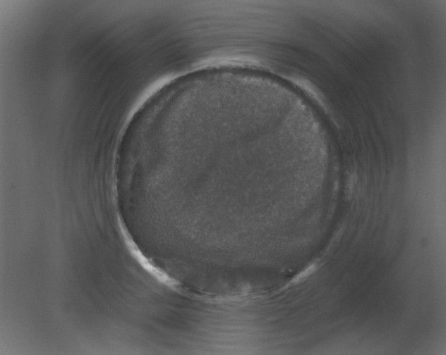 X0000080731038200701121905