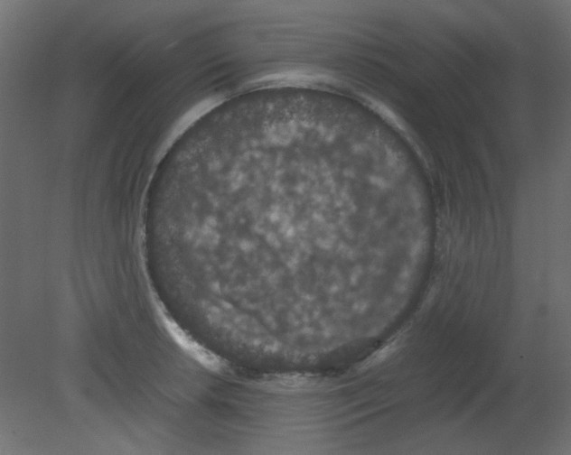 X0000080731042200701121905