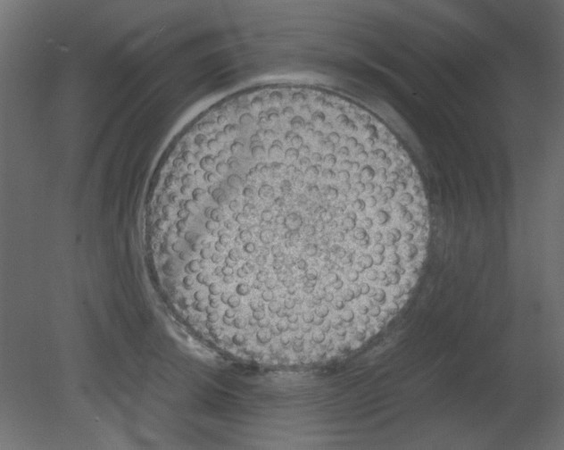 X0000080731044200701121905