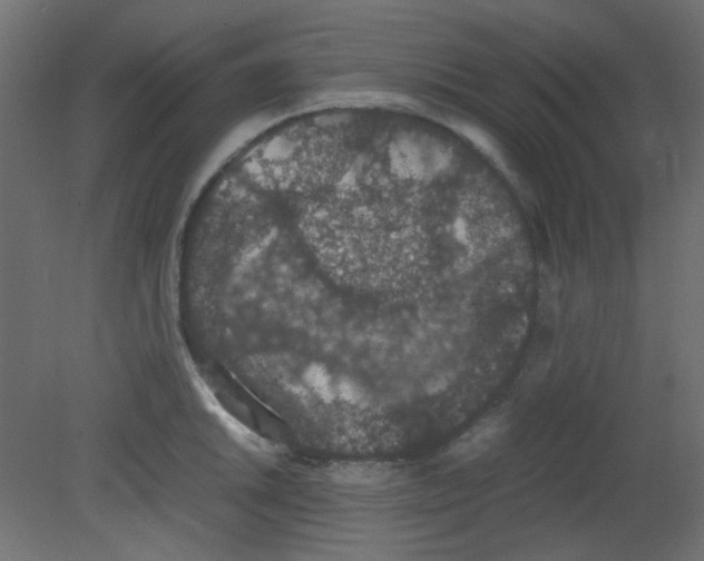 X0000080731046200701121905