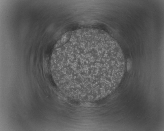 X0000080731059200701121904