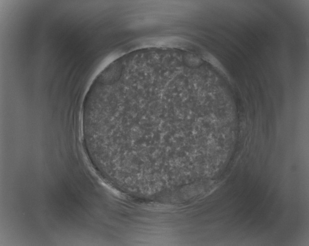 X0000080731079200701121904