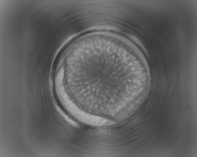 X0000080731084200701121904