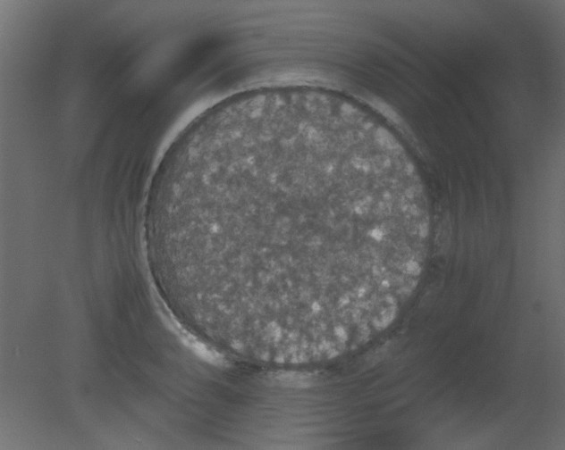 X0000080731086200701121904