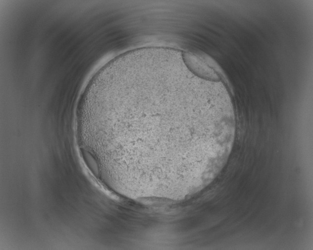 X0000080731096200701121904