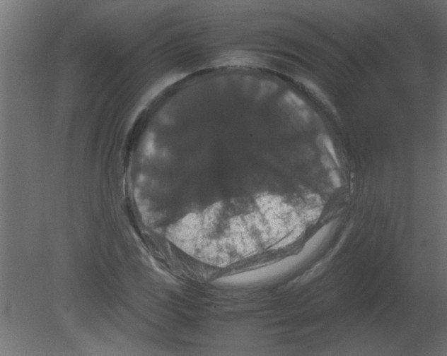 X0000080731117200701121903