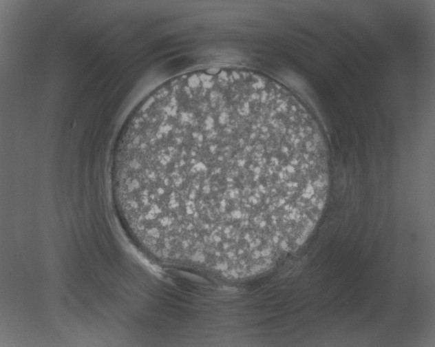 X0000080731235200701121902