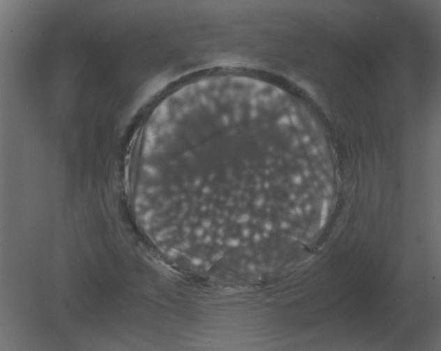 X0000080731263200701121901