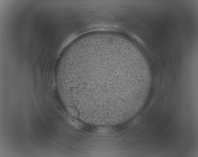 X0000080731267200701121901