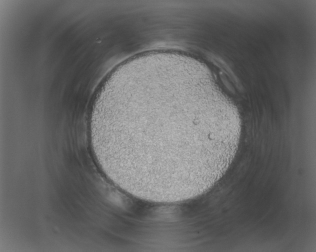 X0000080731268200701121901