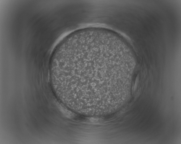 X0000080731271200701121901