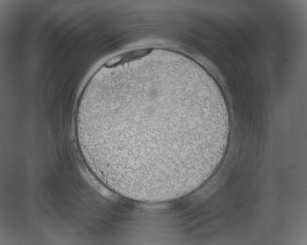 X0000080731296200701121900