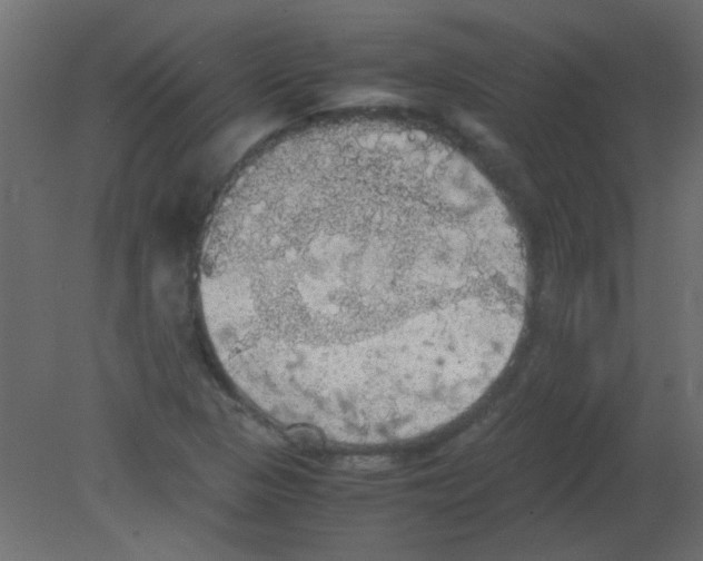 X0000080731313200701121900