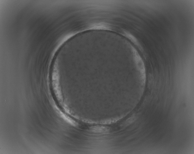 X0000080731331200701121900