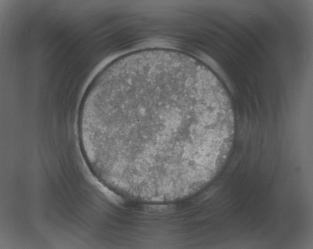 X0000080731339200701121900