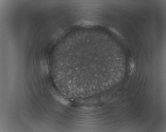 X0000080731348200701121900