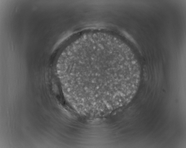 X0000080731352200701121900