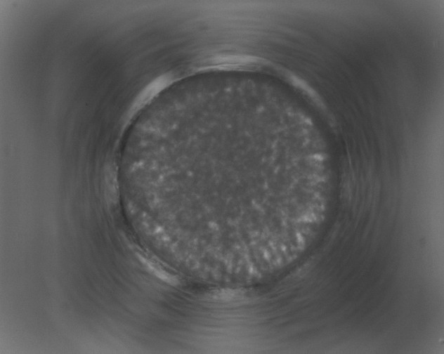 X0000080731362200701121859