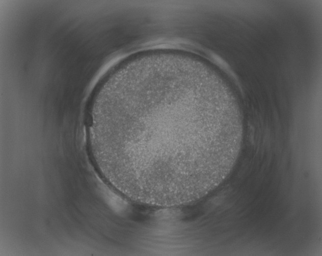 X0000080731368200701121859