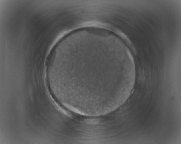 X0000080731376200701121859