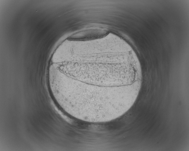 X0000080731379200701121859