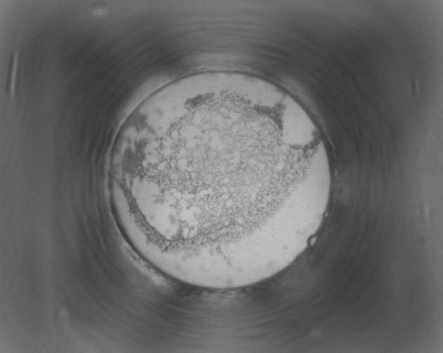 X0000080731386200701121859