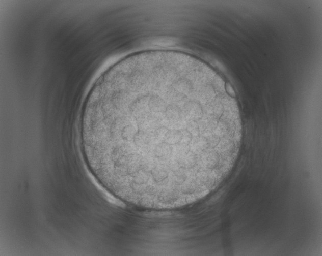 X0000080731432200701121859