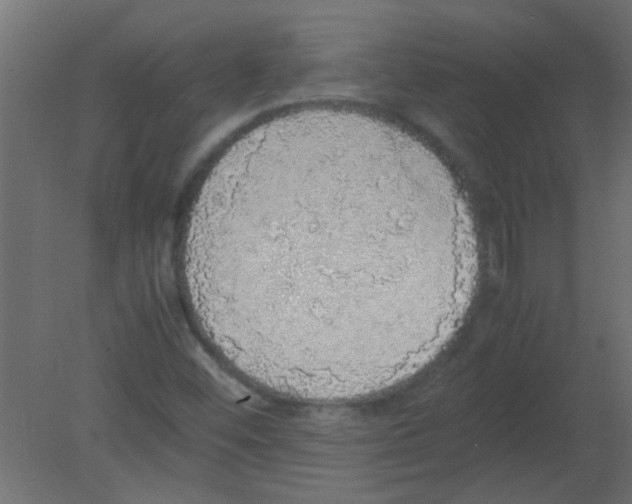 X0000080731452200701121858