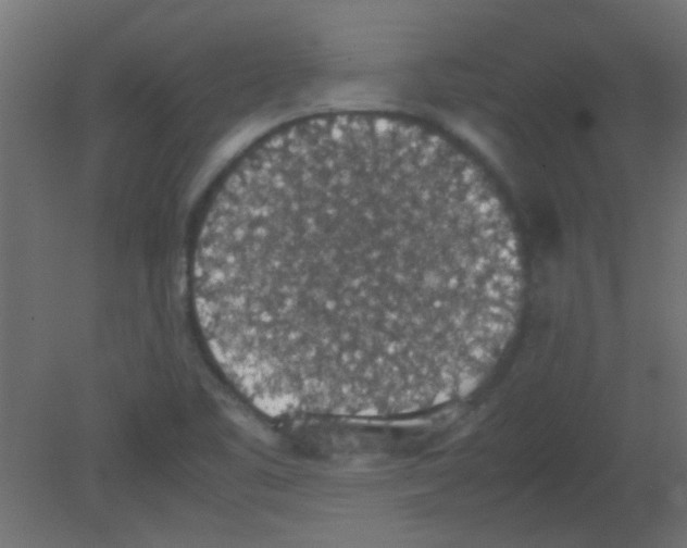 X0000080731461200701121858