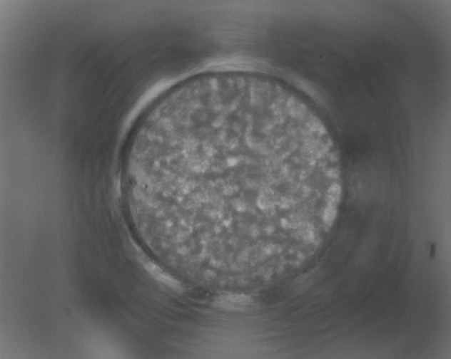 X0000080731462200701121858