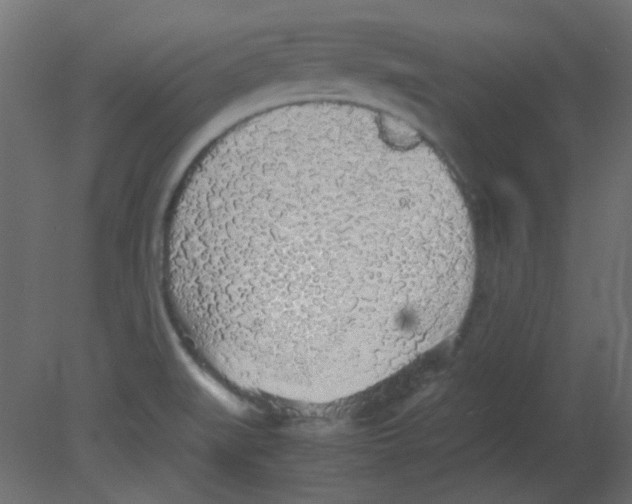 X0000080731519200701121857