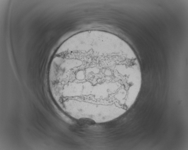 X0000080731525200701121857