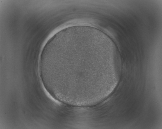 X0000080731528200701121857