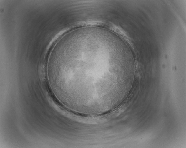 X0000080740012200612151301
