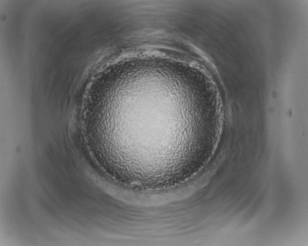 X0000080740018200612151301