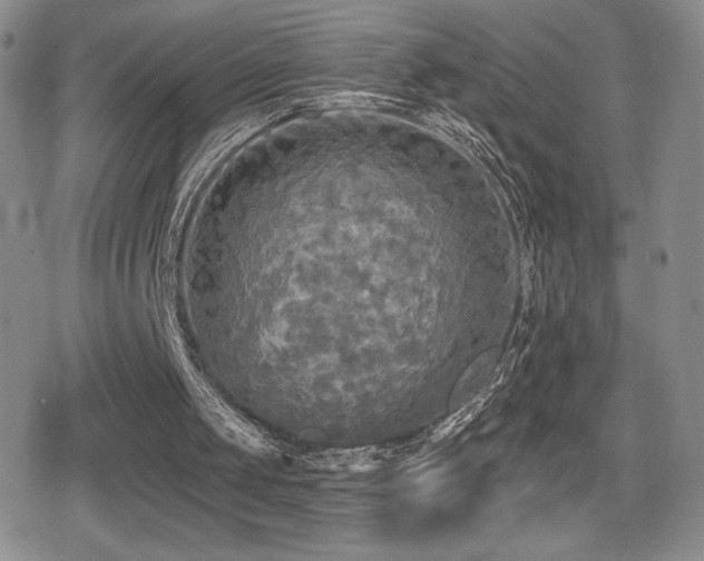 X0000080740049200612151259