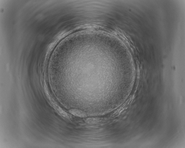 X0000080740145200612151258