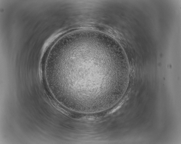 X0000080740294200612151256