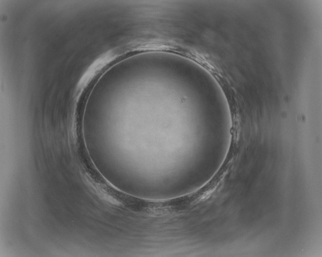 X0000080740296200612151256