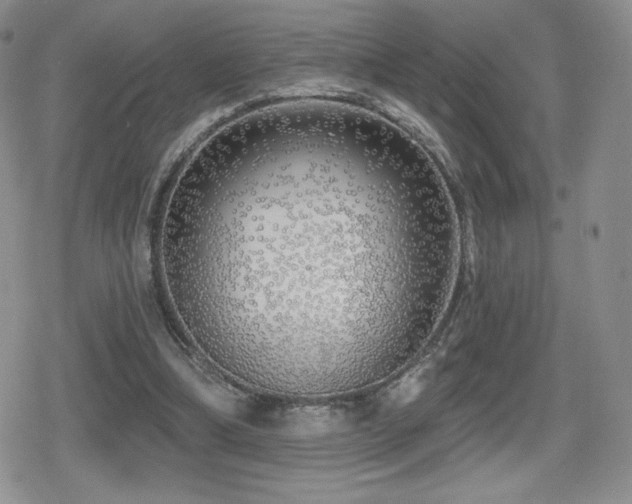 X0000080740298200612151256