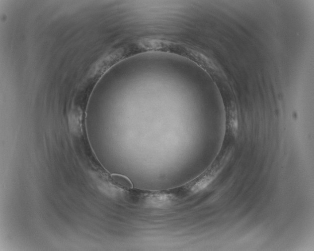X0000080740332200612151256