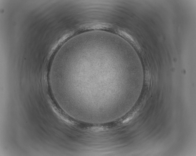 X0000080740394200612151255