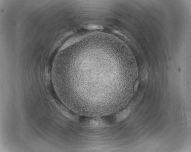 X0000080740420200612151254