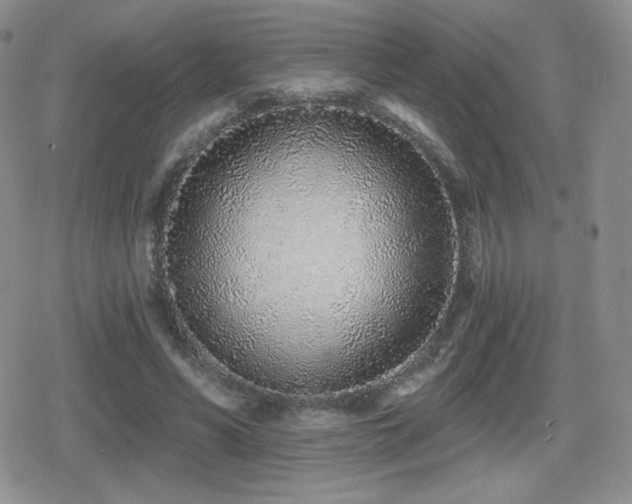 X0000080740590200612151251