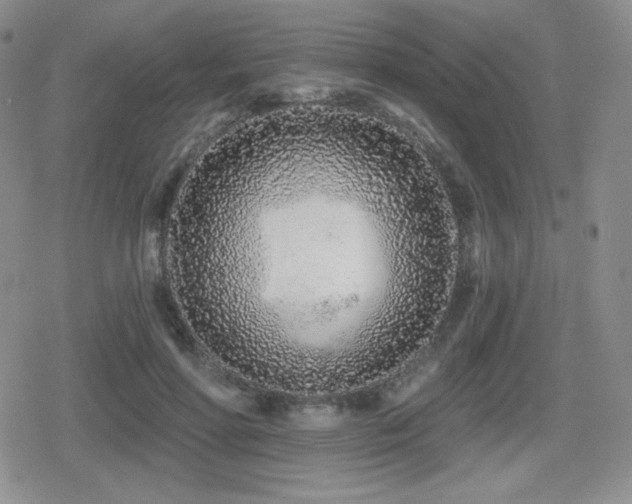 X0000080740598200612151251